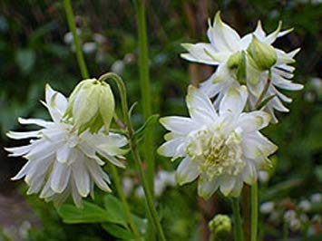 25+ Aquilegia Lime Sorbet Flower Seeds/Columbine/Perennial 25+ Aquilegia Lime Sorbet Flower Seeds/Columbine/Perennial