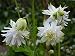 25+ Aquilegia Lime Sorbet Flower Seeds / Columbine / Perennial