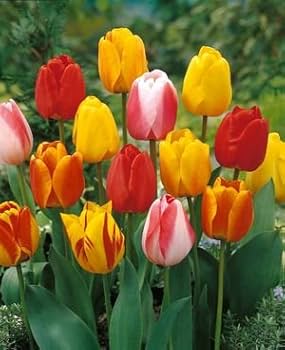 ☆ TULIP さま　専用　☆ Amazon.com : Tequila Sunrise Tulip - 50 Bulbs - Colorful Mix