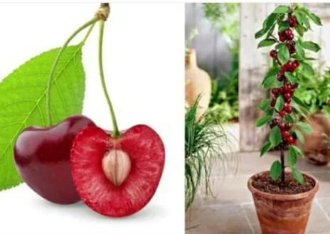 See full amazon price history chart for Cloud Farm "Sylvia Cherry"Grafted/Clone type hybrid - 1 Healthy Live Super Yielding Early Fruting Sylvia Cherry Fruit Plant 1-1.5 Ft Height in Nursery Grow Bag for Home Garden CF_2012 Cloud Farm "Sylvia Cherry"Grafted/Clone type hybrid - 1 Healthy Live Super Yielding Early Fruting Sylvia Cherry Fruit Plant 1-1.5 Ft Height in Nursery Grow Bag for Home Garden CF_2012 (B0C3CDSZ5Z) Amazon Price History, Amazon Price Tracker