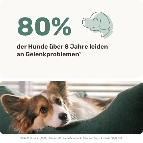Grünlippmuschel Hund die Gelenktabletten von mammaly - ca. 60 Snacks für Hunde (110g) - Kann positiven Beitrag bei Arthrose leisten - Alternative zu Tabletten, Kapseln & Grünlippmuschelpulver