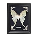 Taxidermy Butterfly Gothic Shadow Box, 6.9'' x 9'' Actias Selene Butterfly Wooden Framed Specimen Display Oddity Tabletop Wall Art Home Decor