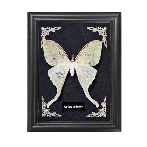 Taxidermy Butterfly Gothic Shadow Box, 6.9'' x 9'' Actias Selene Butterfly Wooden Framed Specimen Display Oddity Tabletop Wall Art Home Decor