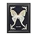Taxidermy Butterfly Gothic Shadow Box, 6.9'' x 9'' Actias Selene Butterfly Wooden Framed Specimen Display Oddity Tabletop Wall Art Home Decor