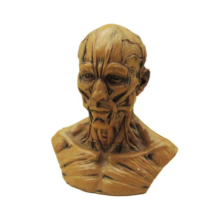 BONEW Human Model Craft Anatomy Skull Head Muscle Bone Medical Artist Drawing Study Model (White)