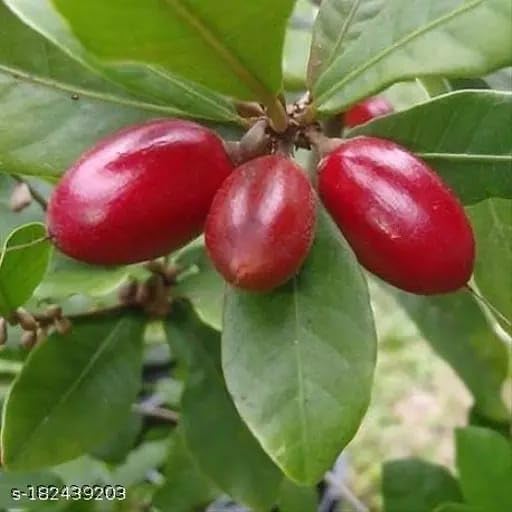 MITU Miracle Berry/Miracle Fruit Rare Tropical Bush Fruit Plant Live Plant (B0CNX4123D) Amazon Price History, Amazon Price Tracker