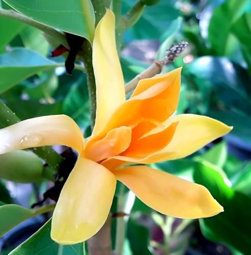 Image of Most Beautiful Fragrange Hybride inch Flower inchTree Plant Pack of 1|| For Home Garden Outdoor Live Flower Tree Plant (Orange swarna champa)