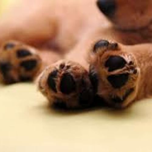 Le zampe: importante che siano perfette! di Lucia Orlandi