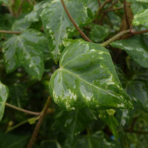 monstera groß Voller Monstera Deliciosa Large Form Busch kaufen (3 Pflanzen) – Plantlovers main image 1
