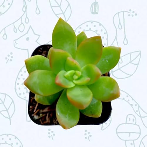 Sedum adolphii Succulent Plant Sedum adolphii Succulent Plant