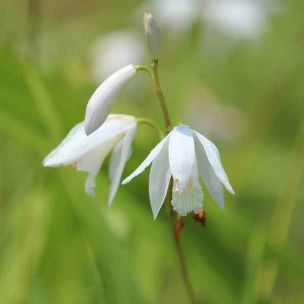 白花シラン 10.5cmポット苗5ポットセット 紫蘭 ▽紫桜館山の花屋