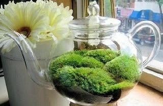 Moss Acre's Live Fresh Cushion Moss for Terrariums, Vivarium, Fairy Gardens, Bonsai