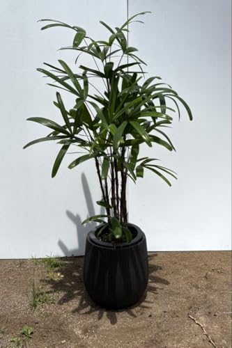 観葉植物 カンノンチク」の人気商品一覧 | 安い商品を通販サイトから