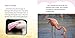 Why Are Flamingos Pink? (Amazing Animal Q&As)