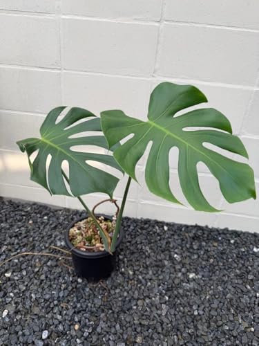 観葉植物 デリシオーサ モンステラ」の人気商品一覧 | 安い商品を通販