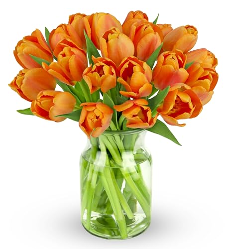 Benchmark Bouquets 20 Stem Orange Tulips in Glass Vase