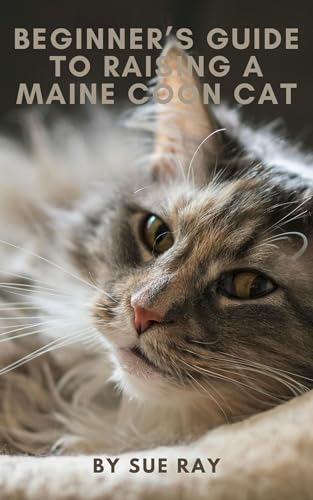 Beginner's Guide to Raising a Maine Coon Cat