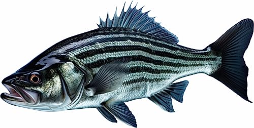 Striped Bass 2.0 Beautiful Fish Decal | Fishing decal for Boat, Car, Vehicle, Truck Etc. | Waterproof Vinyl Sticker | Many Sizes & Styles Available | 12