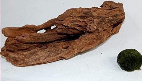 SAHAWA Wurzel,1 Mangrovenwurzel flache Mangrove, Aquarium Wurzel + Mooskugel Gratis Aquarium, Wasserpflanzen, Deko ca. 20-26cm