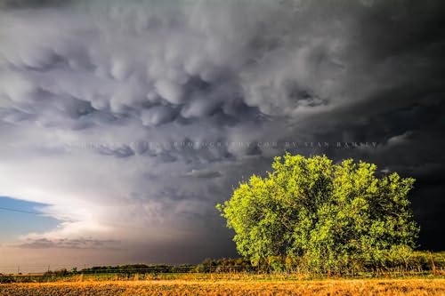 Stormy Sky Photography Print (Not Framed) Picture of Mammatus Clouds over Sunlit Tree n Spring Evening in Oklahoma Storm Wall Art Nature Decor (4