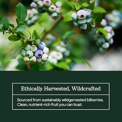 Eclectic Herb - Bilberry Powder Supplement | Vision Health, Cardiovascular Support & Circulation | Superfood Vitamin & Mineral Supplement | Freeze Dried, Vegan, Non-GMO, Gluten Free (3.2 oz | 90 g)