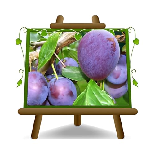 EURO PLANTS VIVAI Prunier Reine Claudia Violetta plante fruitière en pot 24/26 cm hauteur maximale 180 cm - Âge 4 ans