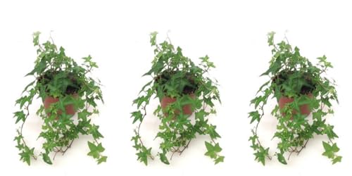 Pack de 3 plantas naturales Hedera Mix, 20-30 cm. Hiedra rastrera. Planta trepadora de hojas verdes decorativa, resistente y fácil de cultivar. Segura Garden.