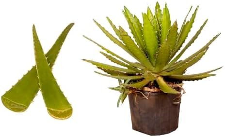 Muda de Babosa (Aloe vera) 20 a 40cm - Planta Medicinal, Cosmétic...