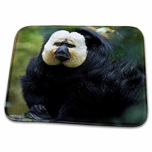 3dRose White-Faced Saki Monkey, South America - NA02... - Bathroom Bath Rug Mats (rug-140061-1) 3dRose White-Faced Saki Monkey, South America - NA02... - Bathroom Bath Rug Mats (rug-140061-1)