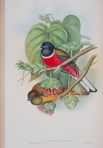 Pintura mural SERENDIPITP del ave Harpactes Fasciatus en lienzo