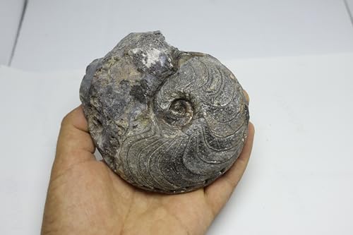 Image of Ammonite Cretaceous Fossils Fossils from Morocco Fossil Rock ammonites Fossil from Morocco A299