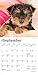 Yorkshire Terrier Puppies | 2026 7 x 14 Inch (Hanging) Monthly Mini Wall Calendar | BrownTrout | Animals Small Dog Breeds Yorkies