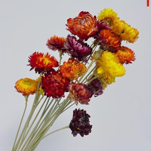 20 Piezas Ramo de Flores Secas Naturales Multicolor miniatura 5