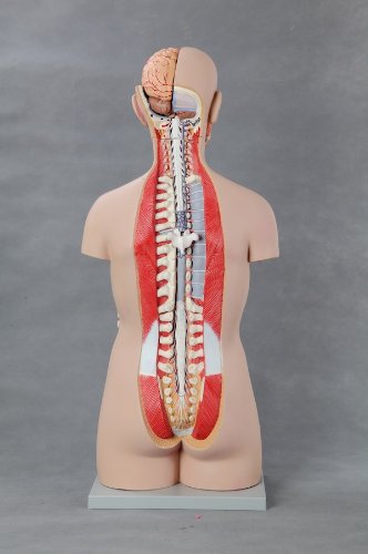 Wellden Medical Anatomical Classic Unisex Torso, 17-Part, Open Back, Life Size, 85cm