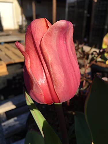 Tulip Bulbs - 12 Pink Impression Darwin Tulip - Bulb Size 11/12 Cm - Fall Planting & Spring Blooms #TOP4