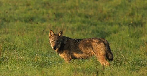 Io non ho paura del lupo - di Chiara Albicocco