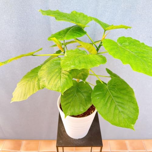 tBJX S̖ E [^ tBJXE [^ 13 ϗtA