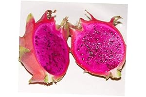 2 Cuttings Pink Dragon Fruit Tree, Not Purple, RK318
