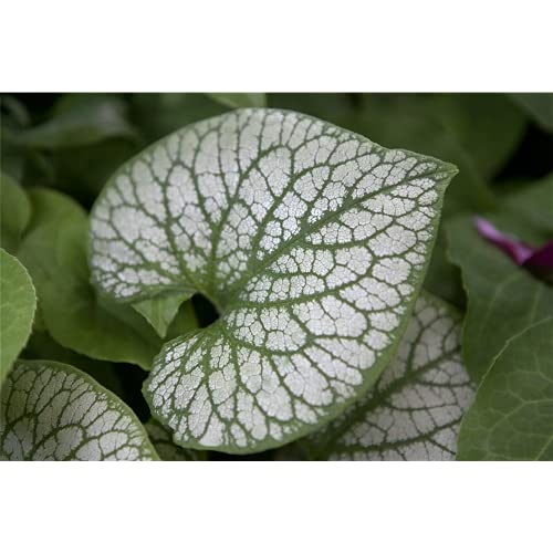 caucaso-dimentica-me-not "jack frost" - brunnera macrophylla, in vaso 12 cm in qualità giardiniere di fiori cinghiale, 12 cm