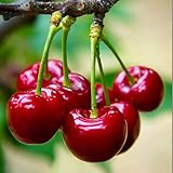 20 Pcs Sweet Cherry Tree Seeds - Non-GMO Heirloom Fruit Tree Seeds, Sweet & Juicy Fruits, Suitable for Indoor & Outdoor Planting, Ideal for Home Garden Cultivation