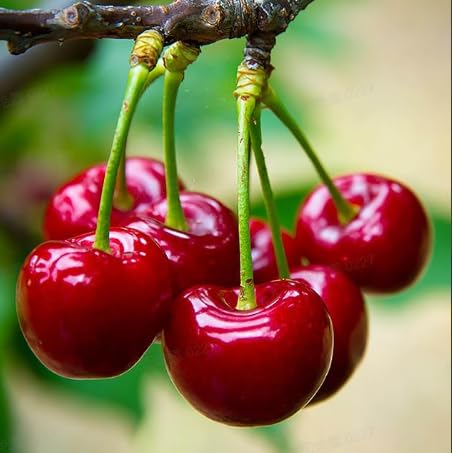 20 Pcs Sweet Cherry Tree Seeds - Non-GMO Heirloom Fruit