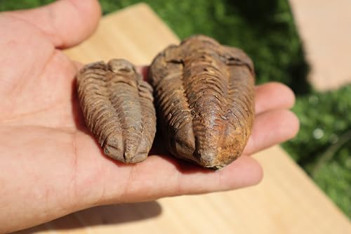 Image of 2PCS Calymene Trilobites Flexicalymene Ordovician Fossil Trilobites A8