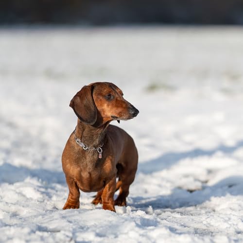 Herm. Sprenger Verstellbare Hundehalskette – Edelstahl, rostfrei, 2,0 mm – Mit Sprenger-Haken, langlebig & sicher für Training & Alltag (30 cm)