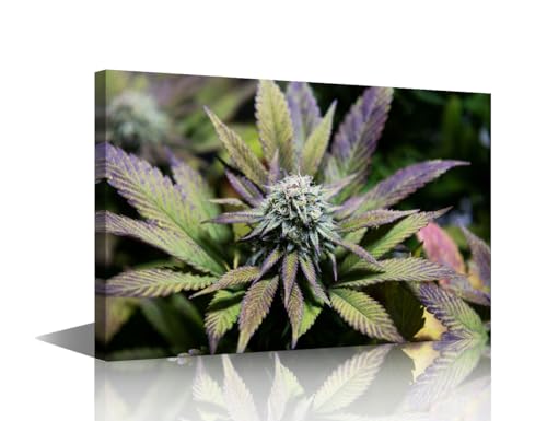 Canvas Wall Art Hemp Plant Photography 18x12