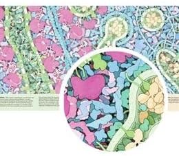 3D Molecular Designs Tour of a Human Cell© (Panorama)