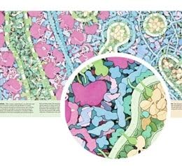 3D Molecular Designs Tour of a Human Cell© (Panorama)