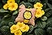 Ovi Watch - Reloj Amarillo de Madera