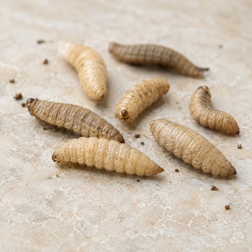 Soldatenfliegenlarven lebend 500 g – Lebende Futterinsekten (Hermetia illucens) – Futterlarven für Vögel, Igel, Reptilien & Fische – aus Aachen