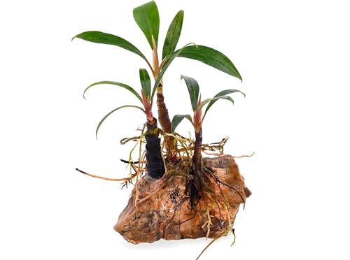 NatureHolic Bucephalandra Goliath - Aufsitzerpflanze fürs Aquarium - Langsam wachsende Mittelgrund und Vordergrund Deko - Robust für Garnelenbecken