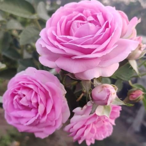 Oyeboy Rare English Varieties pink Climbing Rose Live Flower Plant with Pot Vertical Vining Trellis Everblooming Support Structures Climbers for Home and Gardening Pack of 1 pink With Black Pot